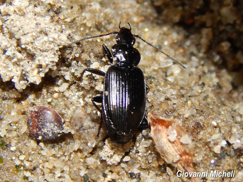 Carabide da ID: Agonum sp.